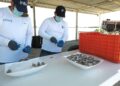 Busca Tamaulipas ser potencia en comercialización de ostiones
