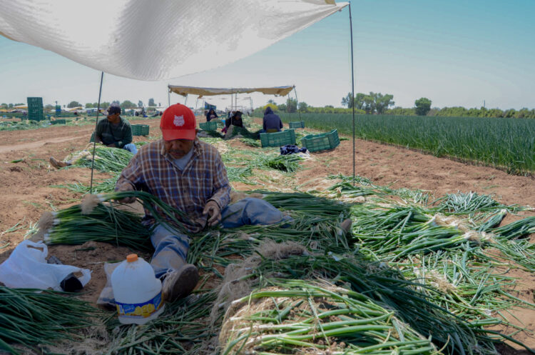Publica Agricultura Protocolo de inocuidad para la producción de cebolla