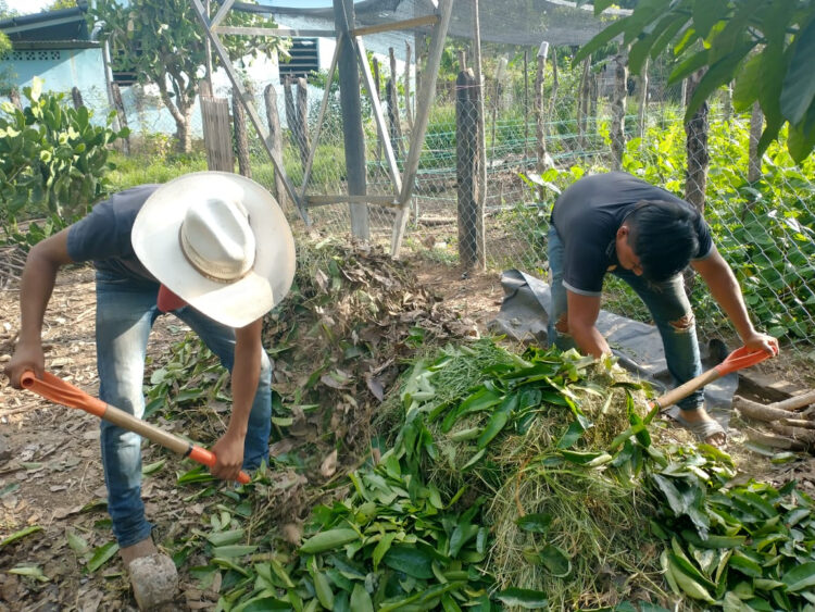 Huertos familiares una opción alimentaria