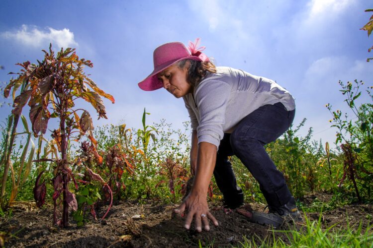Publica Agricultura Reglas de Operación 2022 de Producción para el Bienestar