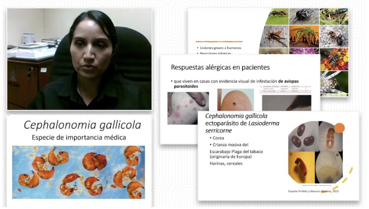 Reporta UAT el primer hallazgo en México de avispa de importancia médica