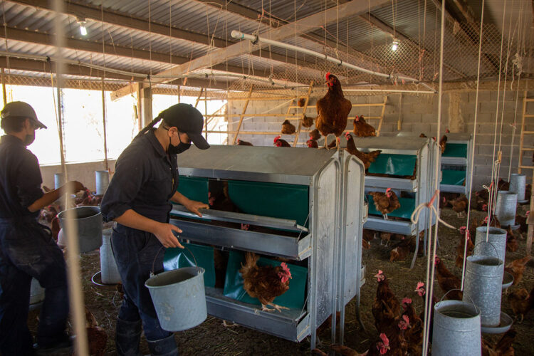 Fortalece UAT las áreas de producción de la Facultad de Veterinaria