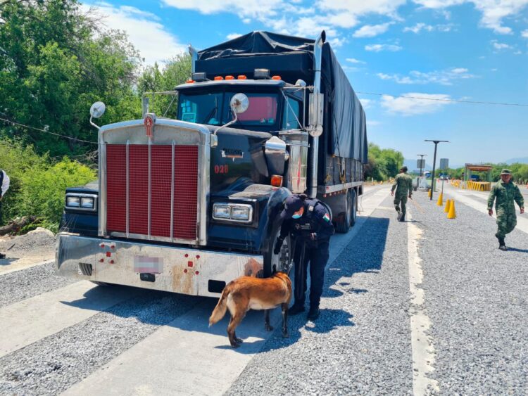 Aseguran 300 kilos de coca escondida entre alfalfa