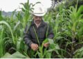 Contribuyen programas prioritarios a elevar producción de granos básicos en México