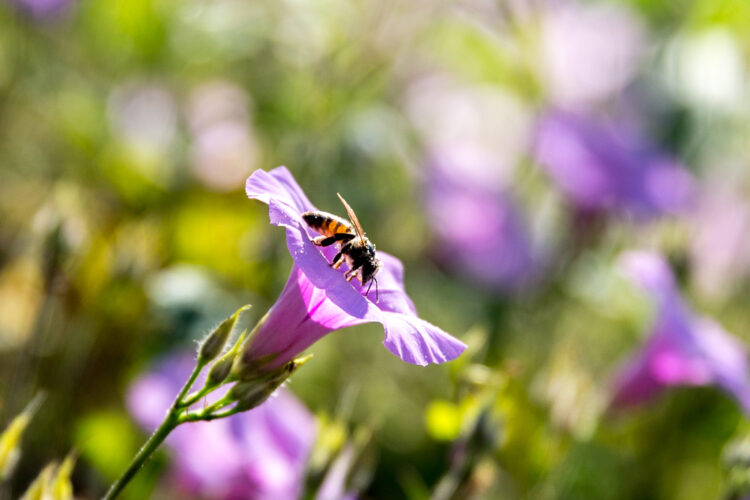 Refuerza Agricultura protección para polinizadores
