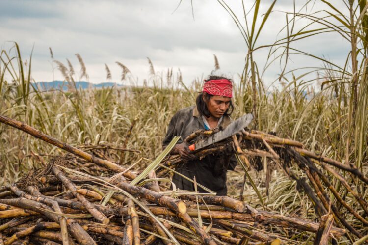 Aumentan volumen y valor de producción del sector agrícola nacional