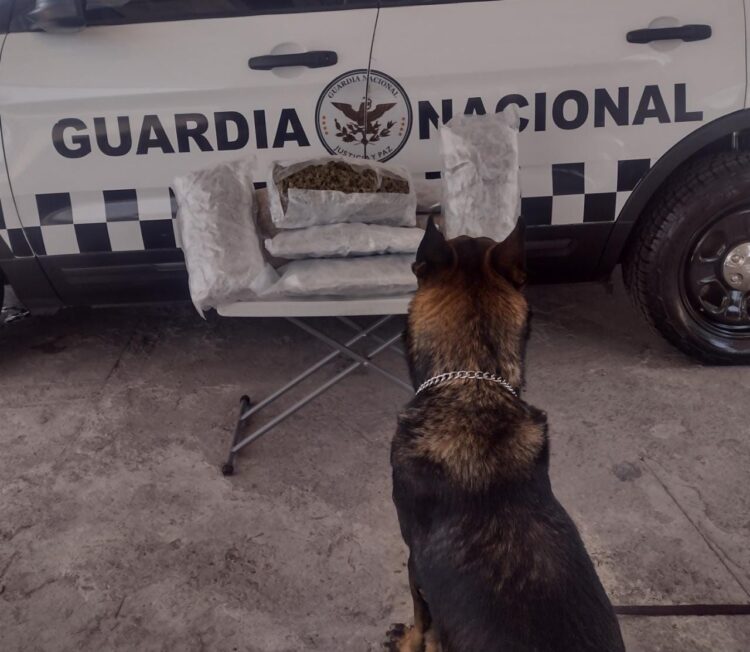 Detecta Guardia Nacional paquetes de marihuana en seis estados del país