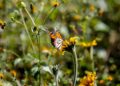 Tamaulipas pionero en cuidado y preservación de la Mariposa Monarca