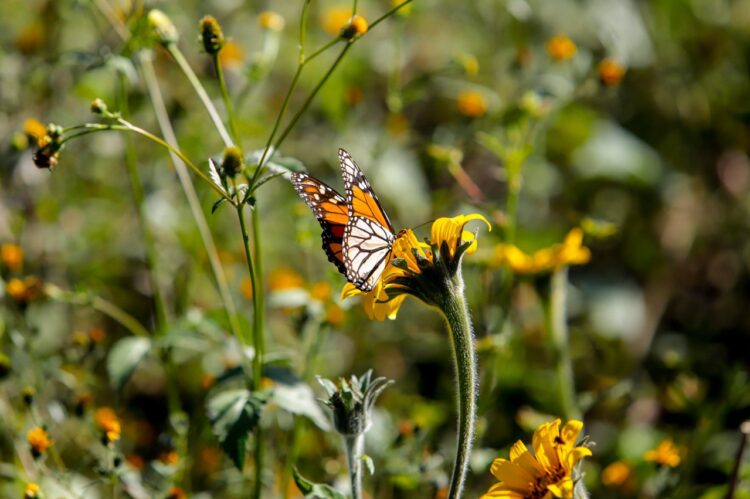 Tamaulipas pionero en cuidado y preservación de la Mariposa Monarca