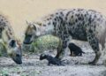 Nacen en Zoológico Tamatán dos crías de hiena moteada