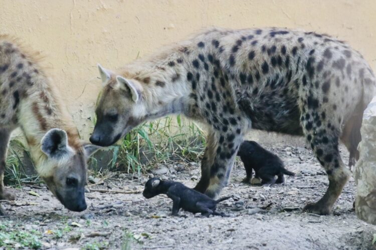 Nacen en Zoológico Tamatán dos crías de hiena moteada