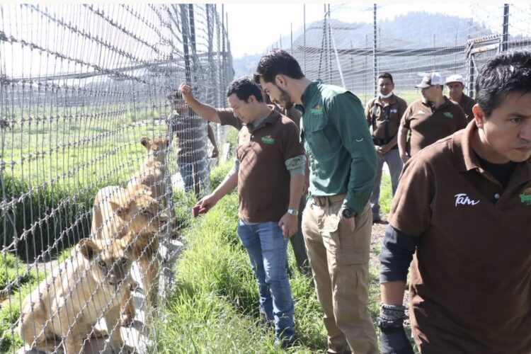 Recibe Zoológico Tamatán en Ciudad Victoria seis felinos