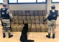 Aseguran en empresa de mensajería de Nuevo León media tonelada de marihuana con destino a Matamoros