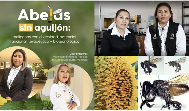 Exploran potencial terapéutico y biotecnológico de abejas sin aguijón