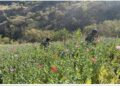 Inicia Fiscalía investigación por plantíos de Amapola en Nayarit