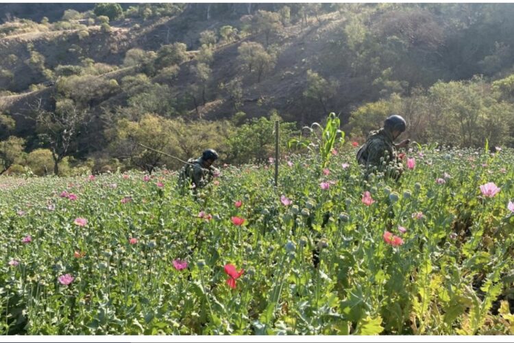 Inicia Fiscalía investigación por plantíos de Amapola en Nayarit