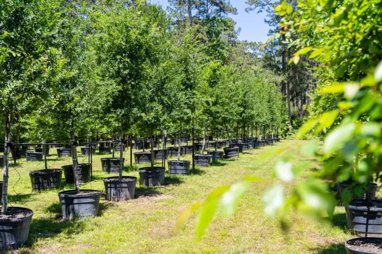 Que son los viveros de arboles