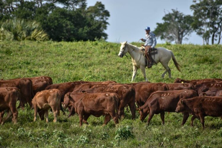 Actualizará gobierno Ley Ganadera de Tamaulipas