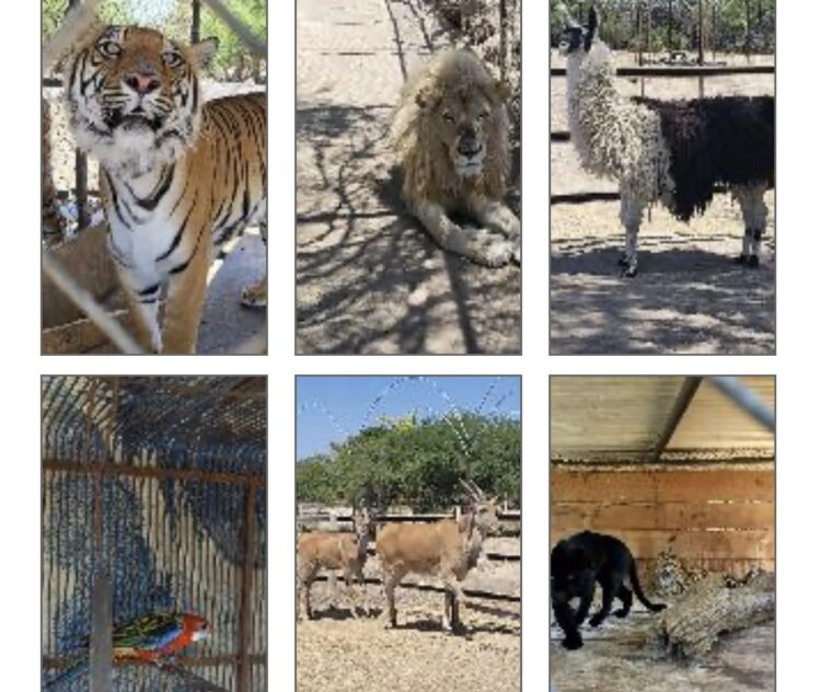 Asegura FGR animales exóticos en Jalisco