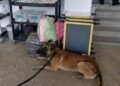 Binomio canino localiza mochila con droga en central de autobuses