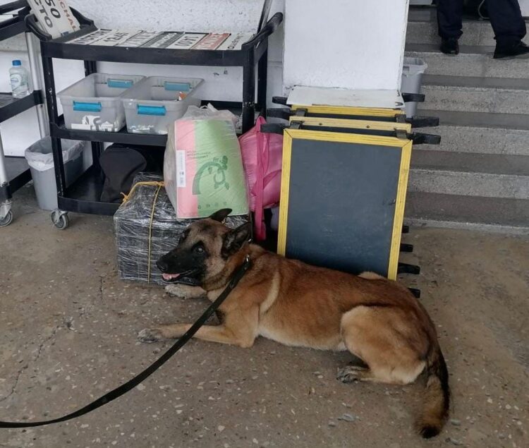 Binomio canino localiza mochila con droga en central de autobuses
