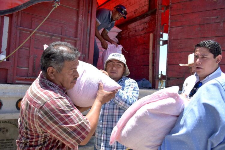 Arranca entrega de semilla de maíz en Altiplano Tamaulipeco