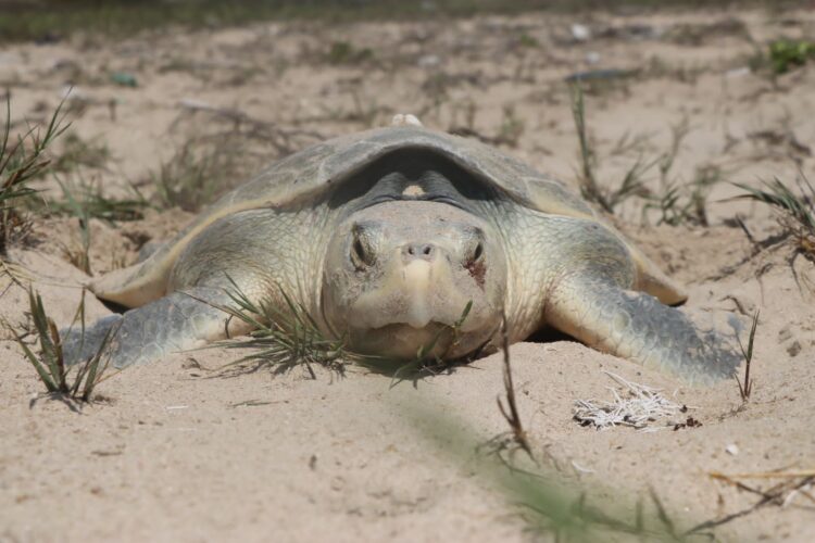 Otorga Federación permisos a Tamaulipas para operar dos campamentos tortugueros