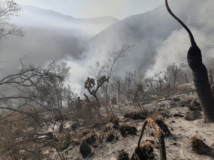 Atiende Protección Civil Tamaulipas dos incendios forestales en Jaumave