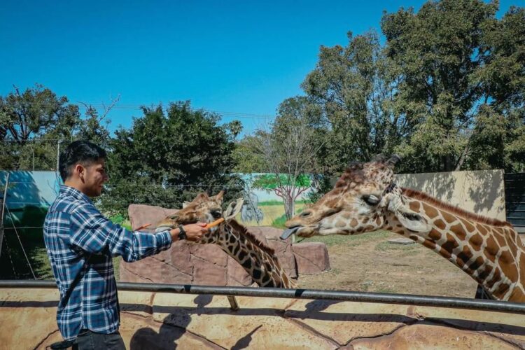 Concluye etapa de intercambio de la jirafa Rafa en Zoológico Tamatán
