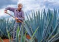 Destaca México por esquema integral de conservación, manejo y comercialización de agaváceas: Agricultura