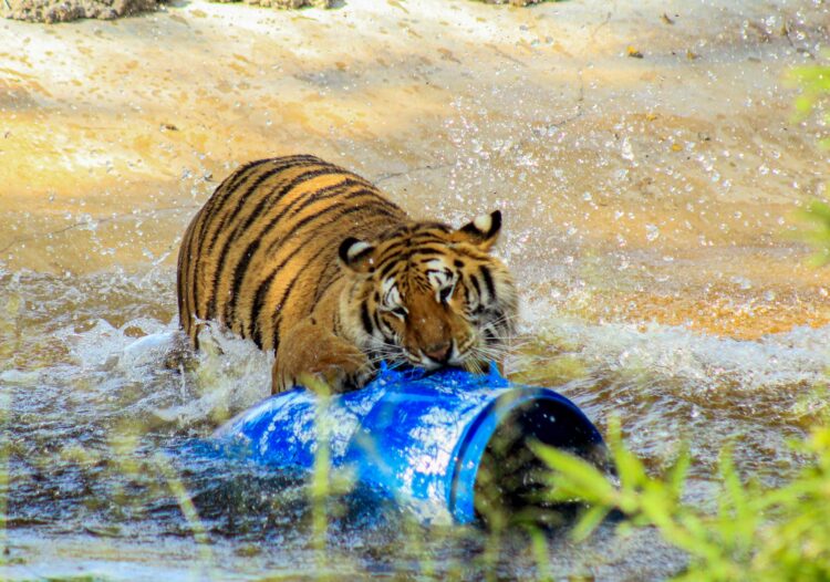 Ante onda de calor, refuerzan medidas en Zoológico Tamatán