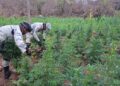 Destruyen 12 mil plantas de marihuana