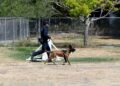 Cuenta Guardia Estatal con agentes caninos especializados