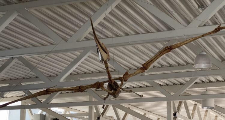 Inicia TAMUX producción de réplicas de animales del pasado