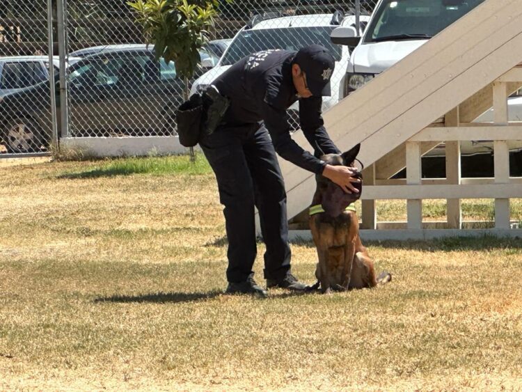 Guardia Estatal capacita a nuevos manejadores de perros de guardia y defensa