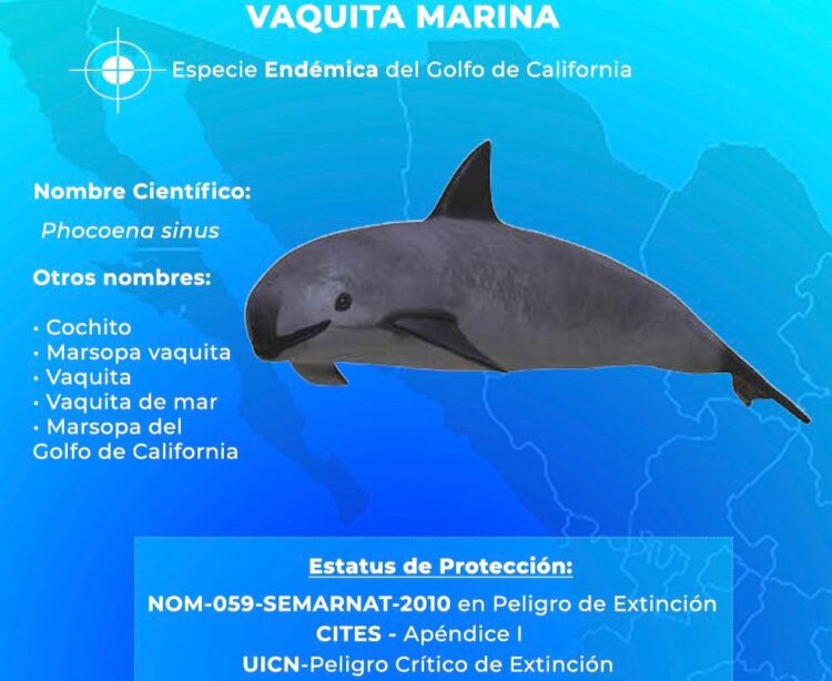 México y Sea Shepherd anuncian ampliación de protección a la Vaquita Marina y la Totoaba