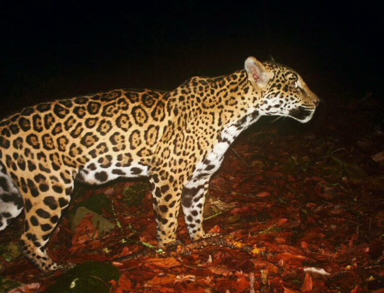 Estudia UAT poblaciones de jaguar en corredor biológico tamaulipeco