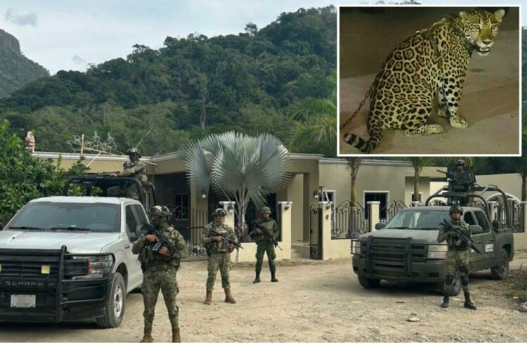 Aseguran armas, autos, animales exóticos e inmuebles