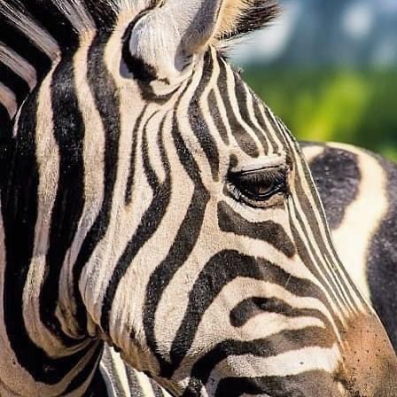 Llegan al Zoológico Tamatán ejemplares en donación del Zoo de Nuevo Laredo