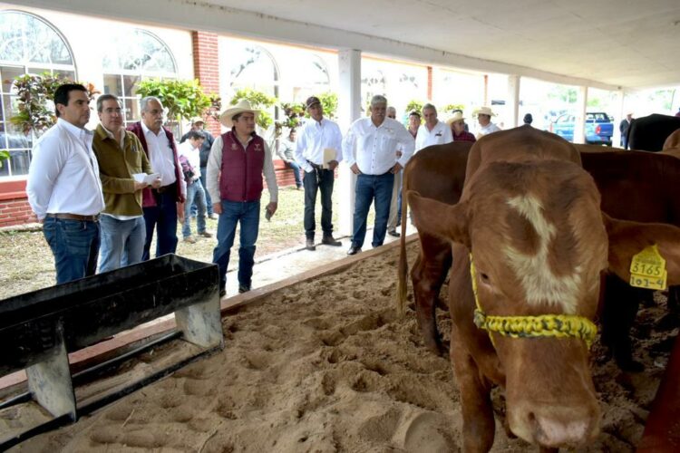 Gobierno del Estado respalda a ganaderos de Aldama con programa de Mejoramiento Genético