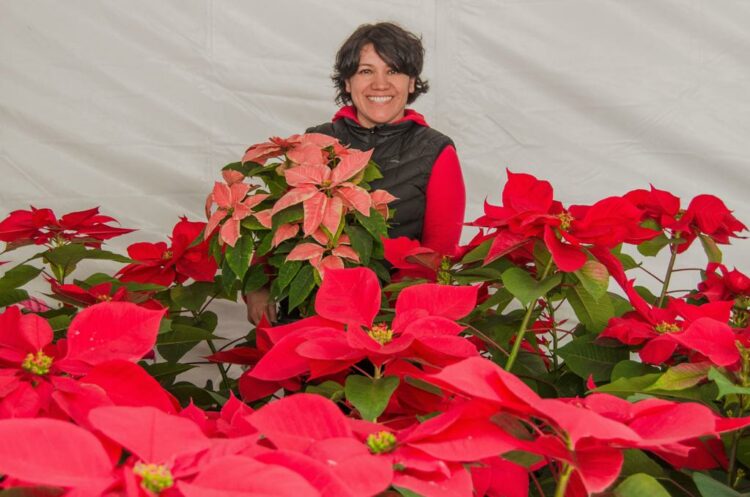 Garantizado el abasto de flor Nochebuena para cubrir demanda de fiestas decembrinas