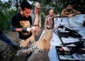 Impulsa Tamaulipas conservación del jaguar con estaciones de foto trampeo