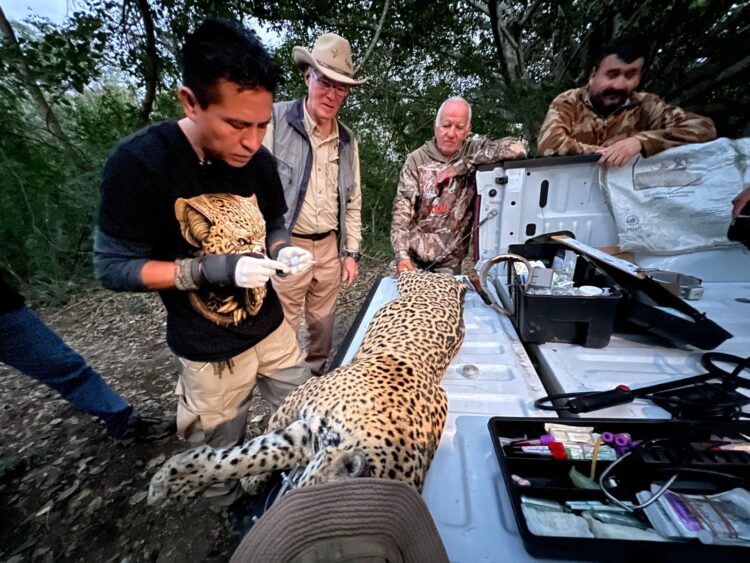 Impulsa Tamaulipas conservación del jaguar con estaciones de foto trampeo