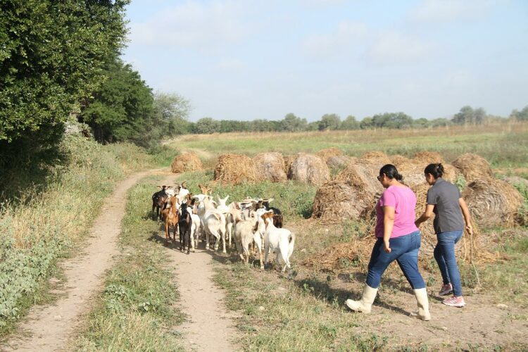 Produce la UAT cabritos de calidad suprema