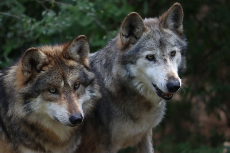 Participa Tamaulipas en Programa Binacional del Lobo Gris Mexicano