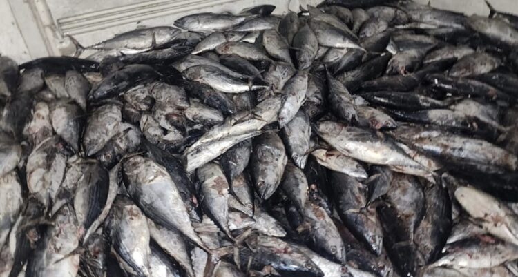 Asegura FGR más de media tonelada de coca