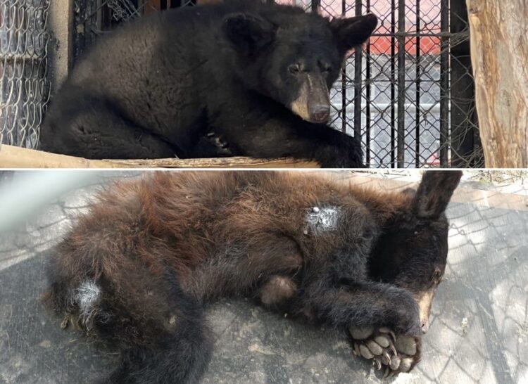Resguarda Zoológico Tamatán a una osezna, un lince y un ocelote