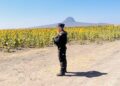 Guardia Estatal mantiene vigilancia en Campo de Girasoles