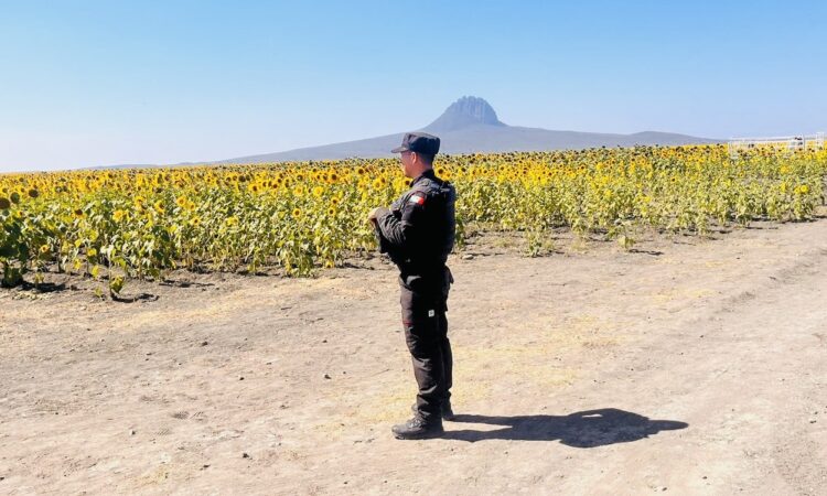 Guardia Estatal mantiene vigilancia en Campo de Girasoles