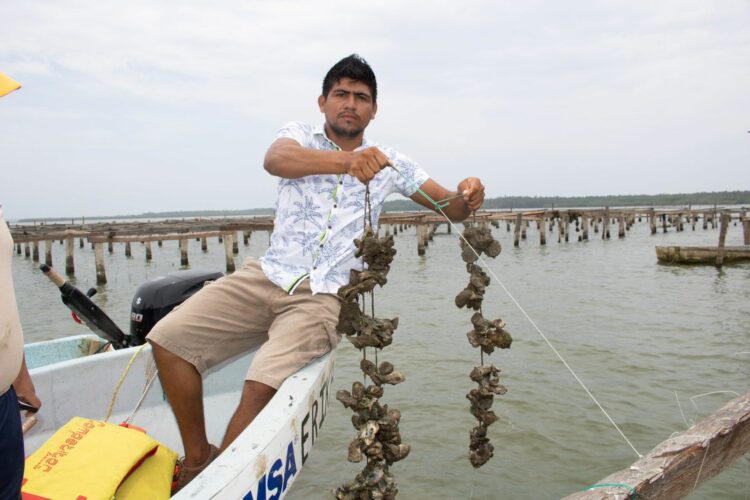 Tamaulipas en el top-ten de producción de ostión y pulpo